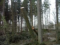 050129-Kvarnfallet 004.jpg